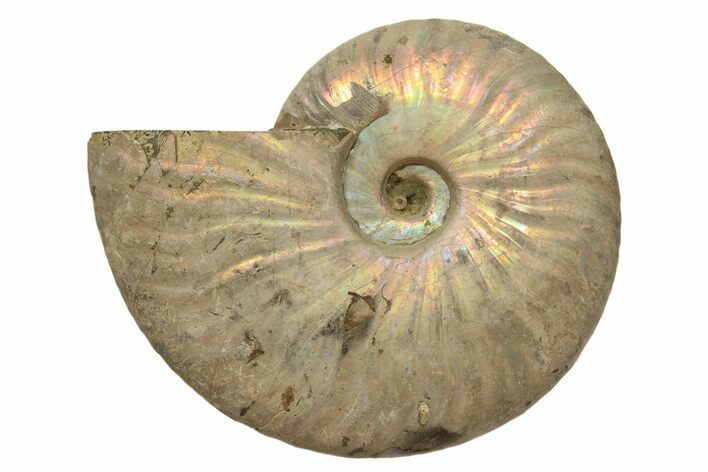 Silver Iridescent Ammonite (Cleoniceras) Fossil - Madagascar #317493